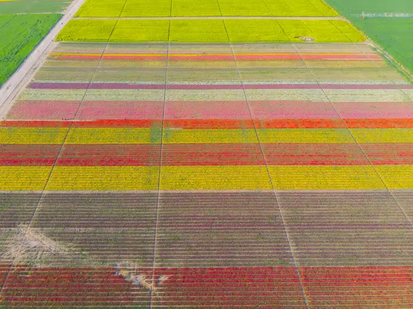 Konya lale alanları, hava manzarası