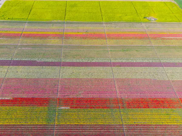 Konya lale alanları, hava manzarası