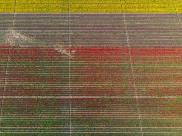 Konya lale alanları, hava manzarası