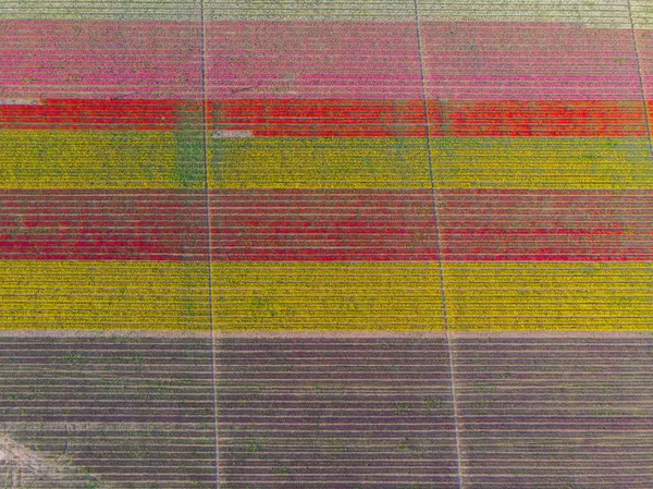 Konya lale alanları, hava manzarası