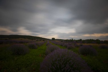 Isparta lavanta tarlaları ve manzarası