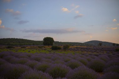 Isparta lavanta tarlaları ve manzarası