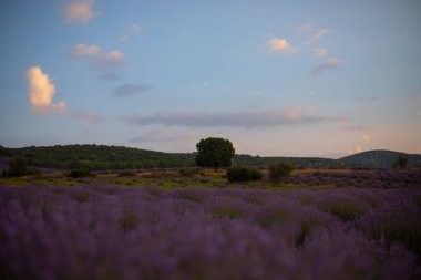 Isparta lavanta tarlaları ve manzarası