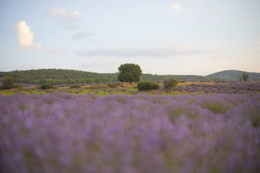 Isparta lavanta tarlaları ve manzarası
