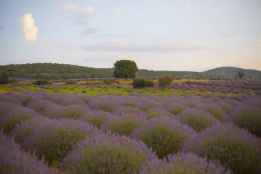 Isparta lavanta tarlaları ve manzarası