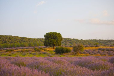 Isparta lavanta tarlaları ve manzarası