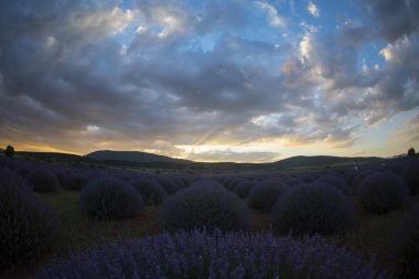 Isparta lavanta tarlaları ve manzarası