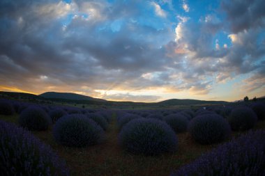 Isparta lavanta tarlaları ve manzarası