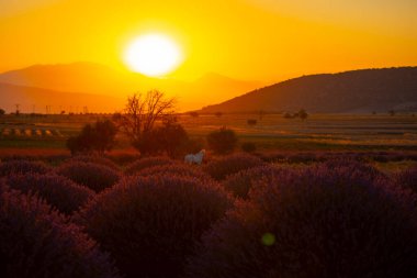 Isparta lavanta tarlaları ve manzarası