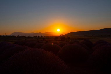 Isparta lavanta tarlaları ve manzarası