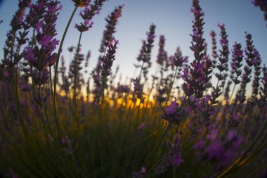 Isparta lavanta tarlaları ve manzarası