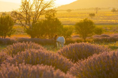 Isparta lavanta tarlaları ve manzarası