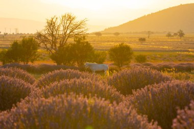 Isparta lavanta tarlaları ve manzarası