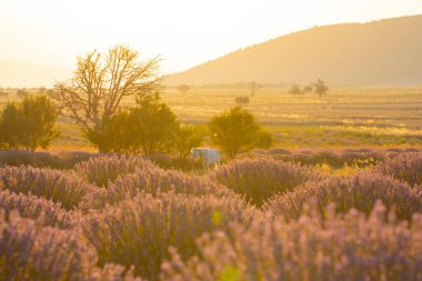 Isparta lavanta tarlaları ve manzarası