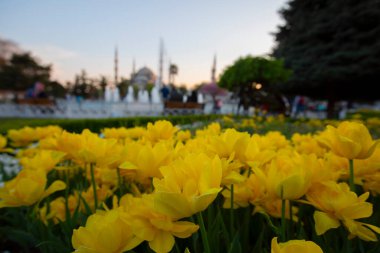 İstanbul 'un en güzel turistik bölgeleri lale festivalleri.