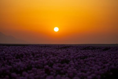 Lale tarlaları ve güzel manzaralar