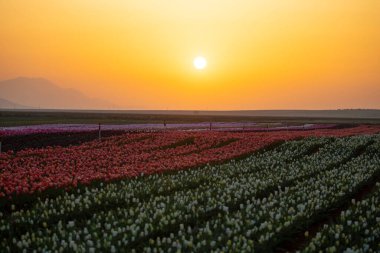 Lale tarlaları ve güzel manzaralar