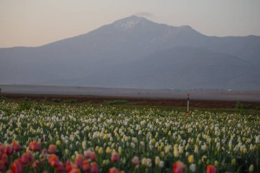 Lale tarlaları ve güzel manzaralar
