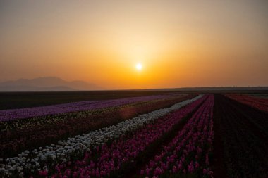 Lale tarlaları ve güzel manzaralar