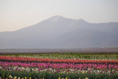 Lale tarlaları ve güzel manzaralar