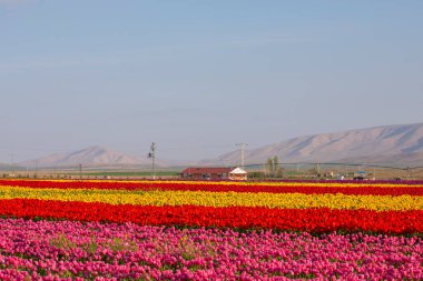 Lale tarlaları ve güzel manzaralar