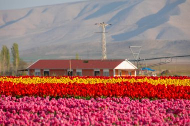 Lale tarlaları ve güzel manzaralar