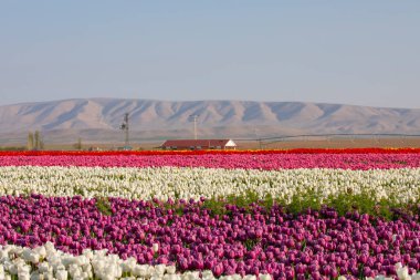 Lale tarlaları ve güzel manzaralar