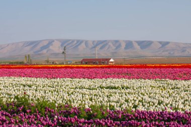 Lale tarlaları ve güzel manzaralar