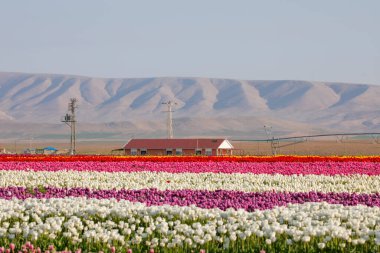 Lale tarlaları ve güzel manzaralar