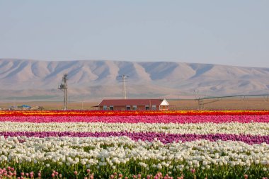 Lale tarlaları ve güzel manzaralar