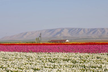 Lale tarlaları ve güzel manzaralar