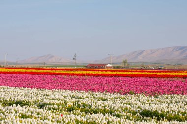 Lale tarlaları ve güzel manzaralar