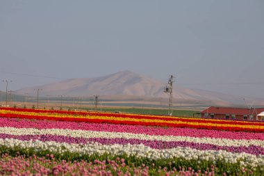 Lale tarlaları ve güzel manzaralar