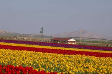 Lale tarlaları ve güzel manzaralar
