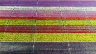 Lale tarlaları ve güzel manzaralar