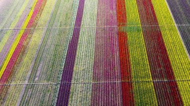 Lale tarlaları ve güzel manzaralar