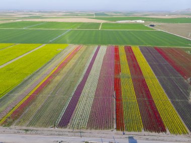 Lale tarlaları ve güzel manzaralar