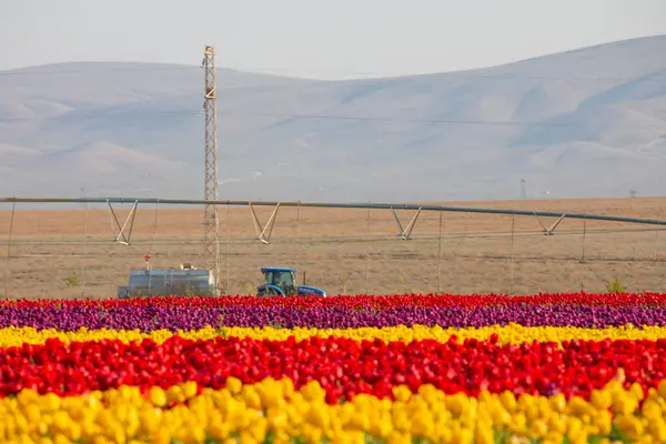 Lale tarlaları ve güzel manzaralar