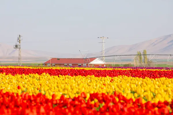 Lale tarlaları ve güzel manzaralar