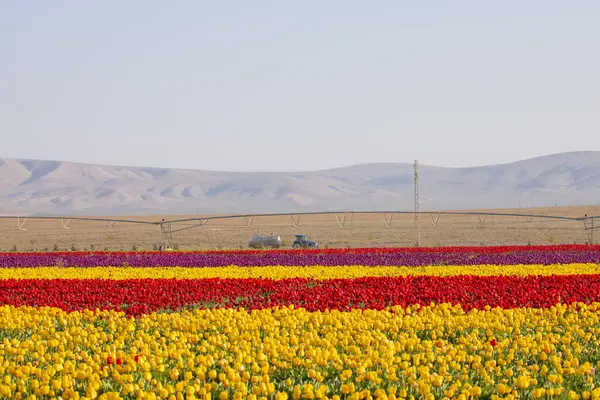 Lale tarlaları ve güzel manzaralar