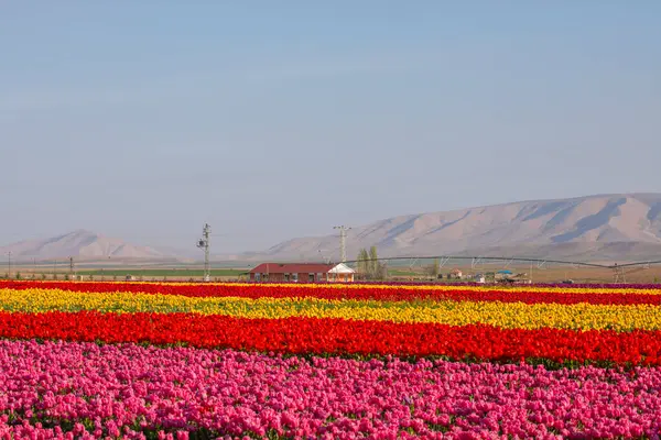 Lale tarlaları ve güzel manzaralar