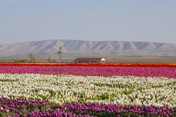 Lale tarlaları ve güzel manzaralar