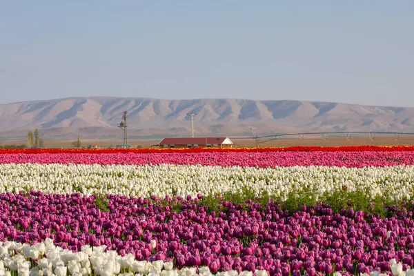 Lale tarlaları ve güzel manzaralar