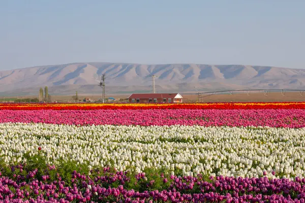 Lale tarlaları ve güzel manzaralar