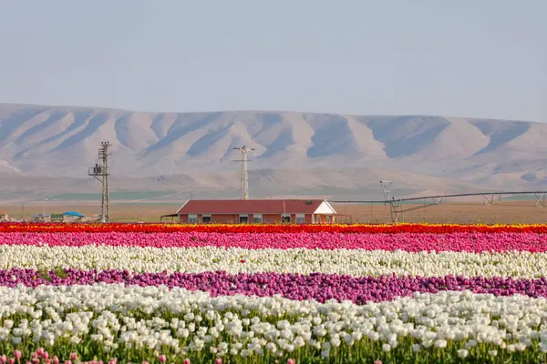 Lale tarlaları ve güzel manzaralar