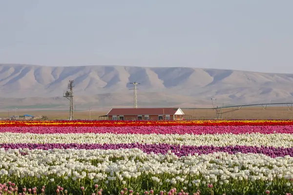Lale tarlaları ve güzel manzaralar