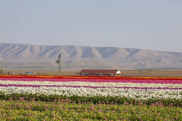 Lale tarlaları ve güzel manzaralar