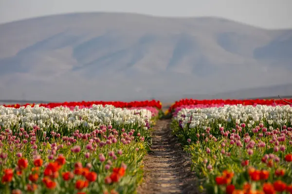 Lale tarlaları ve güzel manzaralar