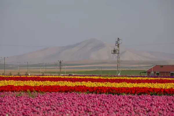 Lale tarlaları ve güzel manzaralar