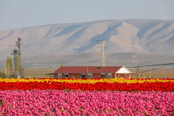 Lale tarlaları ve güzel manzaralar